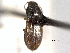  ( - CNC COLEO 00158805)  @11 [ ] CreativeCommons - Attribution (2012) CNC/CBG Photography Group Centre for Biodiversity Genomics