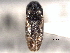  ( - CNC COLEO 00158806)  @11 [ ] CreativeCommons - Attribution (2012) CNC/CBG Photography Group Centre for Biodiversity Genomics