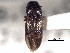  ( - CNC COLEO 00158807)  @11 [ ] CreativeCommons - Attribution (2012) CNC/CBG Photography Group Centre for Biodiversity Genomics