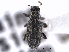  ( - CNC COLEOPT 04-11693)  @11 [ ] CreativeCommons - Attribution (2012) CNC/CBG Photography Group Centre for Biodiversity Genomics