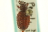  ( - CNC COLEOPT 06-01890)  @11 [ ] CreativeCommons - Attribution (2012) CNC/CBG Photography Group Centre for Biodiversity Genomics