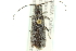 ( - CNC COLEO 00085700)  @11 [ ] CreativeCommons - Attribution (2012) CNC/CBG Photography Group Centre for Biodiversity Genomics
