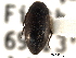  ( - CNC COLEO 00092678)  @11 [ ] CreativeCommons - Attribution (2012) CNC/CBG Photography Group Centre for Biodiversity Genomics
