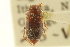  ( - CNC COLEO 00149546)  @11 [ ] CreativeCommons - Attribution (2012) CNC/CBG Photography Group Centre for Biodiversity Genomics