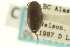  ( - CNC COLEO 00149595)  @12 [ ] CreativeCommons - Attribution (2012) CNC/CBG Photography Group Centre for Biodiversity Genomics