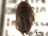  ( - CNC COLEO 00149605)  @11 [ ] CreativeCommons - Attribution (2012) CNC/CBG Photography Group Centre for Biodiversity Genomics