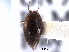 ( - CNC COLEO 00149756)  @11 [ ] CreativeCommons - Attribution (2012) CNC/CBG Photography Group Centre for Biodiversity Genomics