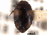  ( - CNC COLEO 00149815)  @11 [ ] CreativeCommons - Attribution (2012) CNC/CBG Photography Group Centre for Biodiversity Genomics
