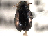  (Crepidodera populivora - CNC COLEO 00151766)  @14 [ ] CreativeCommons - Attribution (2012) CNC/CBG Photography Group Centre for Biodiversity Genomics