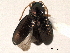  ( - CNC COLEO 00151768)  @11 [ ] CreativeCommons - Attribution (2012) CNC/CBG Photography Group Centre for Biodiversity Genomics