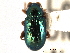  ( - CNC COLEO 00151771)  @11 [ ] CreativeCommons - Attribution (2012) CNC/CBG Photography Group Centre for Biodiversity Genomics