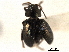  ( - CNC COLEO 00151824)  @11 [ ] CreativeCommons - Attribution (2012) CNC/CBG Photography Group Centre for Biodiversity Genomics