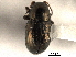  ( - CNC COLEO 00151828)  @11 [ ] CreativeCommons - Attribution (2012) CNC/CBG Photography Group Centre for Biodiversity Genomics