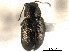  ( - CNC COLEO 00151830)  @11 [ ] CreativeCommons - Attribution (2012) CNC/CBG Photography Group Centre for Biodiversity Genomics