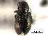  ( - CNC COLEO 00151846)  @11 [ ] CreativeCommons - Attribution (2012) CNC/CBG Photography Group Centre for Biodiversity Genomics
