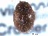  ( - CNC COLEO 00151934)  @13 [ ] CreativeCommons - Attribution (2012) CNC/CBG Photography Group Centre for Biodiversity Genomics