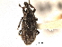  ( - CNC COLEO 00153370)  @11 [ ] CreativeCommons - Attribution (2012) CNC/CBG Photography Group Centre for Biodiversity Genomics