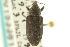  ( - CNC COLEO 00153381)  @11 [ ] CreativeCommons - Attribution (2012) CNC/CBG Photography Group Centre for Biodiversity Genomics