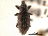  ( - CNC COLEO 00153394)  @11 [ ] CreativeCommons - Attribution (2012) CNC/CBG Photography Group Centre for Biodiversity Genomics