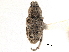  (Colecerus marmoratus - CNC COLEO 00153456)  @11 [ ] CreativeCommons - Attribution (2012) CNC/CBG Photography Group Centre for Biodiversity Genomics