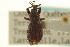  ( - CNC COLEO 00153468)  @11 [ ] CreativeCommons - Attribution (2012) CNC/CBG Photography Group Centre for Biodiversity Genomics