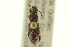  ( - CNC COLEO 00153469)  @11 [ ] CreativeCommons - Attribution (2012) CNC/CBG Photography Group Centre for Biodiversity Genomics