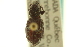  ( - CNC COLEO 00153471)  @11 [ ] CreativeCommons - Attribution (2012) CNC/CBG Photography Group Centre for Biodiversity Genomics