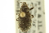  ( - CNC COLEO 00153475)  @11 [ ] CreativeCommons - Attribution (2012) CNC/CBG Photography Group Centre for Biodiversity Genomics