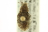  (Ophryastes cinerascens - CNC COLEO 00153476)  @11 [ ] CreativeCommons - Attribution (2012) CNC/CBG Photography Group Centre for Biodiversity Genomics