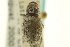  (Ophryastes dunnianus - CNC COLEO 00153478)  @11 [ ] CreativeCommons - Attribution (2012) CNC/CBG Photography Group Centre for Biodiversity Genomics