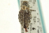  ( - CNC COLEO 00153482)  @11 [ ] CreativeCommons - Attribution (2012) CNC/CBG Photography Group Centre for Biodiversity Genomics