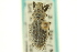 ( - CNC COLEO 00153484)  @11 [ ] CreativeCommons - Attribution (2012) CNC/CBG Photography Group Centre for Biodiversity Genomics