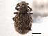  (Geodercodes - CNC COLEO 00153499)  @14 [ ] CreativeCommons - Attribution (2012) CNC/CBG Photography Group Centre for Biodiversity Genomics