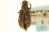  ( - CNC COLEO 00153530)  @11 [ ] CreativeCommons - Attribution (2012) CNC/CBG Photography Group Centre for Biodiversity Genomics