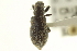  ( - CNC COLEO 00153532)  @11 [ ] CreativeCommons - Attribution (2012) CNC/CBG Photography Group Centre for Biodiversity Genomics
