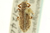  ( - CNC COLEO 00153535)  @11 [ ] CreativeCommons - Attribution (2012) CNC/CBG Photography Group Centre for Biodiversity Genomics