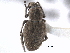  ( - CNC COLEO 00153601)  @11 [ ] CreativeCommons - Attribution (2012) CNC/CBG Photography Group Centre for Biodiversity Genomics