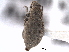  ( - CNC COLEO 00153603)  @11 [ ] CreativeCommons - Attribution (2012) CNC/CBG Photography Group Centre for Biodiversity Genomics