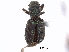  (Pandeleteinus submetallicus - CNC COLEO 00153607)  @11 [ ] CreativeCommons - Attribution (2012) CNC/CBG Photography Group Centre for Biodiversity Genomics