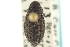  ( - CNC COLEO 00153628)  @11 [ ] CreativeCommons - Attribution (2012) CNC/CBG Photography Group Centre for Biodiversity Genomics