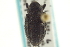  ( - CNC COLEO 00153630)  @11 [ ] CreativeCommons - Attribution (2012) CNC/CBG Photography Group Centre for Biodiversity Genomics