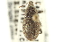  ( - CNC COLEO 00153640)  @11 [ ] CreativeCommons - Attribution (2012) CNC/CBG Photography Group Centre for Biodiversity Genomics