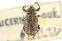  ( - CNC COLEO 00153641)  @13 [ ] CreativeCommons - Attribution (2012) CNC/CBG Photography Group Centre for Biodiversity Genomics
