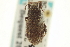  ( - CNC COLEO 00153675)  @11 [ ] CreativeCommons - Attribution (2012) CNC/CBG Photography Group Centre for Biodiversity Genomics