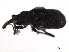  (Magdalis alutacea - CNC COLEO 00153812)  @11 [ ] CreativeCommons - Attribution (2012) CNC/CBG Photography Group Centre for Biodiversity Genomics