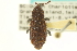  (Steremnius carinatus - CNC COLEO 00153859)  @14 [ ] CreativeCommons - Attribution (2012) CNC/CBG Photography Group Centre for Biodiversity Genomics