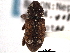  ( - CNC COLEO 00154008)  @11 [ ] CreativeCommons - Attribution (2012) CNC/CBG Photography Group Centre for Biodiversity Genomics