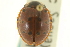  ( - CNC COLEO 00154050)  @11 [ ] CreativeCommons - Attribution (2012) CNC/CBG Photography Group Centre for Biodiversity Genomics