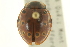  ( - CNC COLEO 00154052)  @11 [ ] CreativeCommons - Attribution (2012) CNC/CBG Photography Group Centre for Biodiversity Genomics
