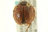  ( - CNC COLEO 00154053)  @11 [ ] CreativeCommons - Attribution (2012) CNC/CBG Photography Group Centre for Biodiversity Genomics